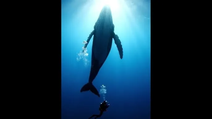 老司机AV - 深蓝星球：探索海洋深处的未知世界